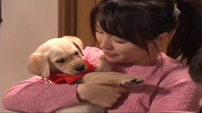 愛しのトラムの画像