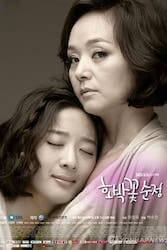 かぼちゃの花の純情の画像